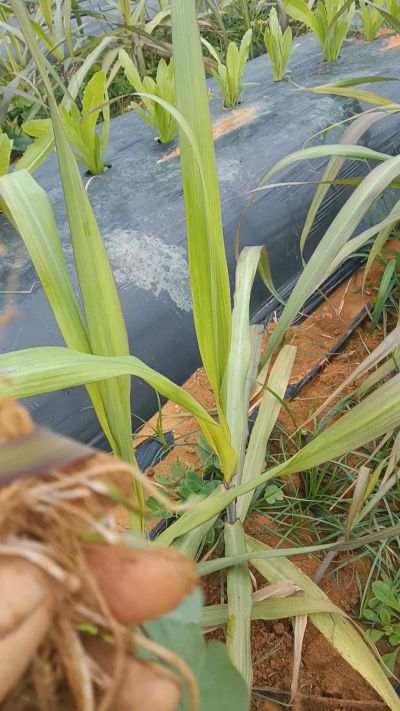 黑甘蔗种植下去，三个月。第一次追肥，