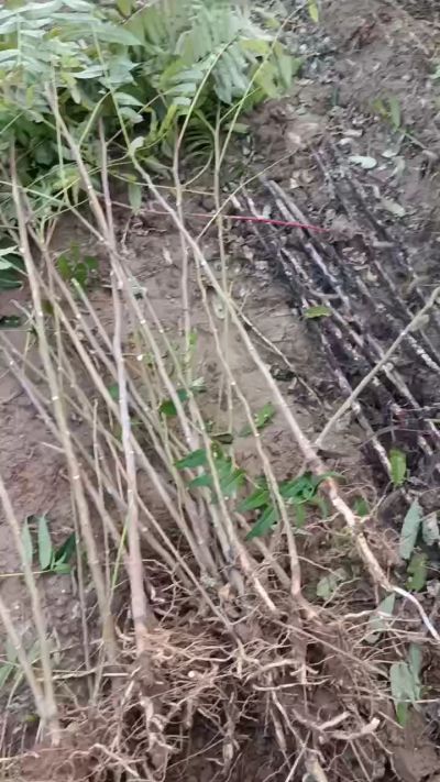 出售臭椿苗，巨峰葡萄苗。药用连翘苗，科研五号优质种苗，2/5年苗，药用连翘树，挂果树，全国包邮到家！财富密码18534302961