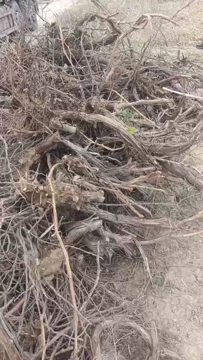 巨峰葡萄树，地径3/6公分，需要联系