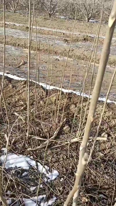 出售臭椿苗，巨峰葡萄苗。药用连翘苗，科研五号优质种苗，2/5年苗，药用连翘树，挂果树，全国包邮到家！财富密码18534302961