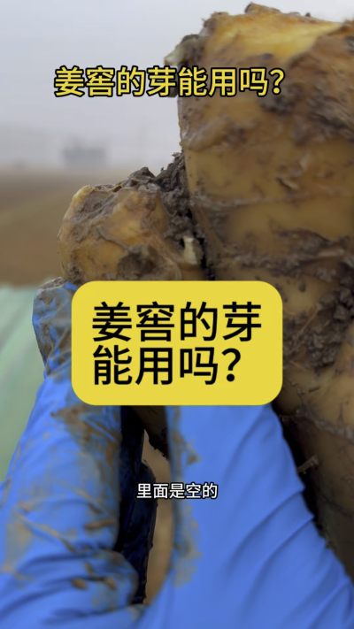 姜窖的芽能用吗？