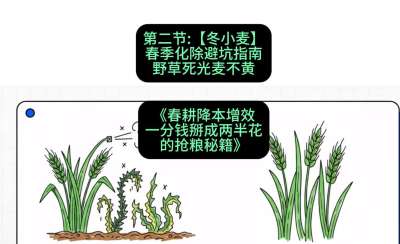 第二节：【冬小麦】春季化除避坑指南，野草死光麦不黄