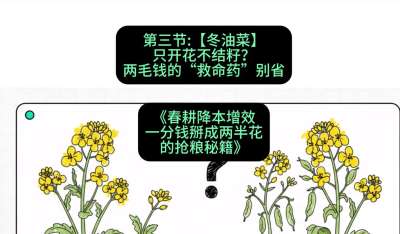 第三节：【冬油菜】只开花不结籽？两毛钱的&ldquo;救命药&rdquo;别省