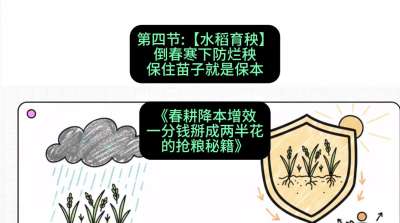 第四节：【水稻育秧】倒春寒下防烂秧，保住苗子就是保本