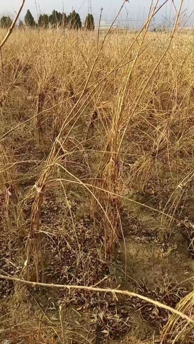 出售药用连翘苗，科研五号优质种苗，2/5年苗，药用连翘树，挂果树，全国包邮到家！财富密码18534302961出售药用连翘苗，科研五号优质种苗，2/5年苗，药用连翘树，挂果树，全国包邮到家！财富密码1