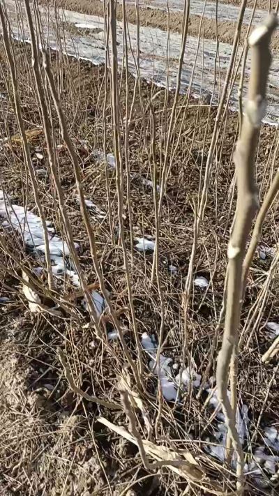 出售臭椿苗，巨峰葡萄苗。药用连翘苗，科研五号优质种苗，2/5年苗，药用连翘树，挂果树，全国包邮到家！财富密码18534302961