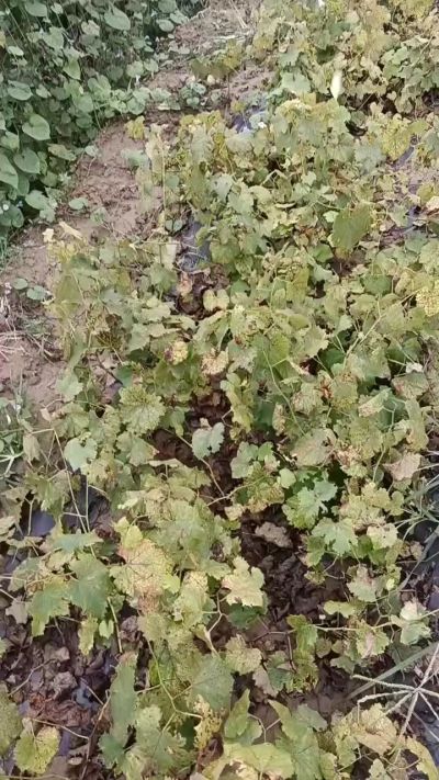 出售巨峰葡萄苗。药用连翘苗，科研五号优质种苗，2/5年苗，药用连翘树，挂果树，全国包邮到家！财富密码18534302961