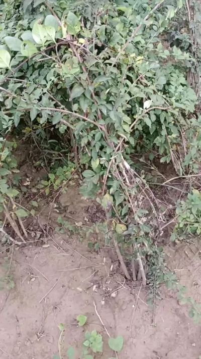 出售药用连翘苗，科研五号优质种苗，2/5年苗，药用连翘树，挂果树，全国包邮到家！财富密码18534302961