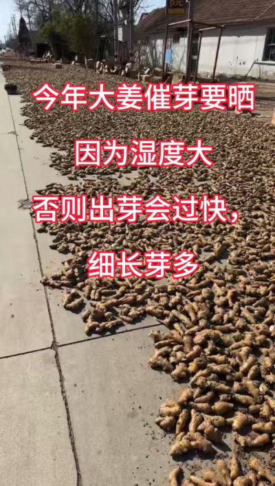 今年大姜催芽要晒种！