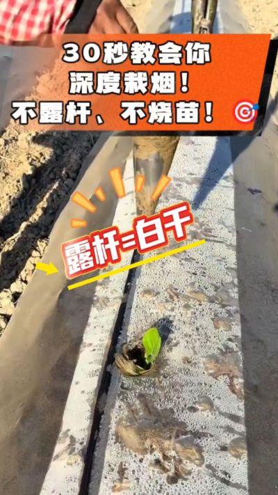 这个栽法太关键了！深栽是烤烟成活的根本，亲测有效！