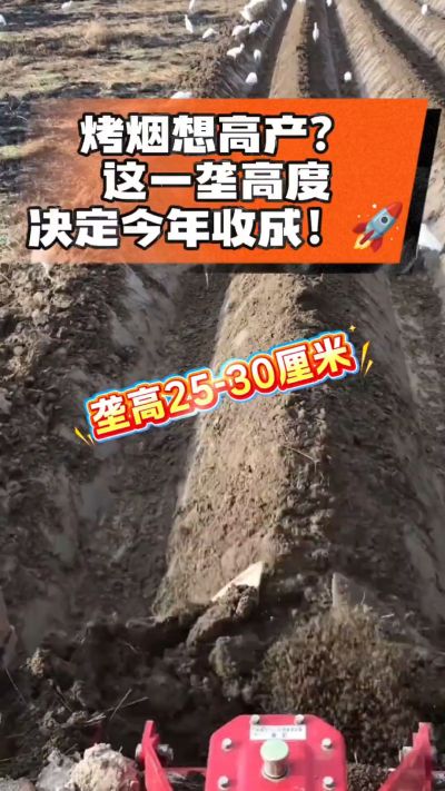 想让烤烟高产，就得从细节抓起。分享一点实打实的干货，只为帮大家少走弯路，种出好烟叶！🌱👍