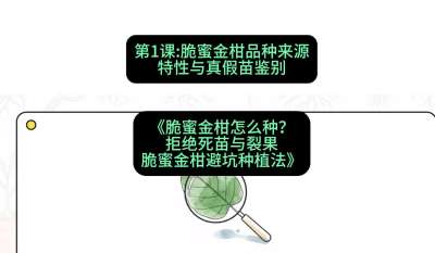 第1节：脆蜜金柑品种来源、特性与真假苗鉴别，课程：《脆蜜金柑怎么种？拒绝死苗与裂果，脆蜜金柑8步避坑种植法》#识农AI