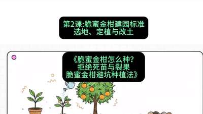 第2节：脆蜜金柑建园标准：选地、定植与改土，课程：《脆蜜金柑怎么种？拒绝死苗与裂果，脆蜜金柑8步避坑种植法》#识农AI