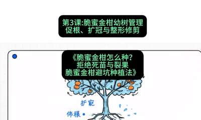 第3节：脆蜜金柑幼树管理：促根、扩冠与整形修剪，课程：《脆蜜金柑怎么种？拒绝死苗与裂果，脆蜜金柑8步避坑种植法》#识农AI