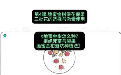 第4节：脆蜜金柑保花保果：三批花的选择与激素使用，课程：《脆蜜金柑怎么种？拒绝死苗与裂果，脆蜜金柑8步避坑种植法》#识农AI