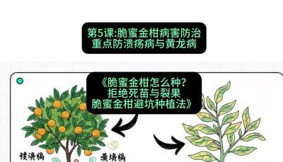 第5节：脆蜜金柑病害防治：重点防溃疡病与黄龙病，课程：《脆蜜金柑怎么种？拒绝死苗与裂果，脆蜜金柑8步避坑种植法》#识农AI