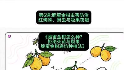 第6节：脆蜜金柑虫害防治：红蜘蛛、蚜虫与吸果夜蛾，课程：《脆蜜金柑怎么种？拒绝死苗与裂果，脆蜜金柑8步避坑种植法》#识农AI