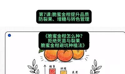 第7节：脆蜜金柑提升品质：防裂果、增糖与转色管理，课程：《脆蜜金柑怎么种？拒绝死苗与裂果，脆蜜金柑8步避坑种植法》#识农AI