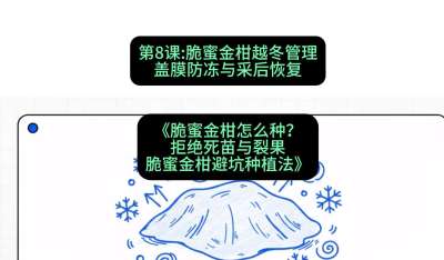 第8节：脆蜜金柑越冬管理：盖膜防冻与采后恢复，课程：《脆蜜金柑怎么种？拒绝死苗与裂果，脆蜜金柑8步避坑种植法》#识农AI