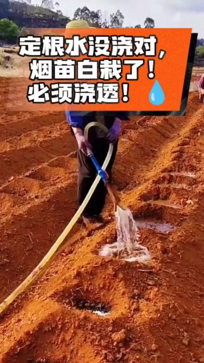烤烟移栽定根水这么浇，烟苗稳活不僵苗！水里加点它，缓苗快、长势壮，种烟新手必看！