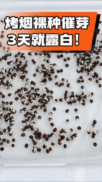烤烟裸种催芽小技巧，清水浸泡、保温保湿，3天就能露白，出苗快又齐！烟农朋友收藏备用～