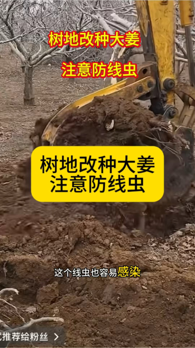 树地改种大姜，注意防线虫！