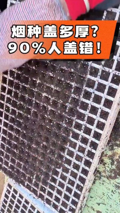 烟种盖多厚？90%烟农都盖错！薄盖才出苗齐、不闷种，烤烟育苗关键一步，照着做就对了