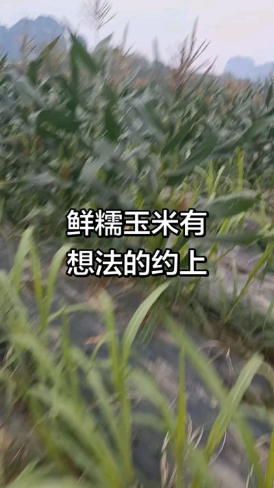 农户种植的白糯玉米大量上市，助农帮农在行动
