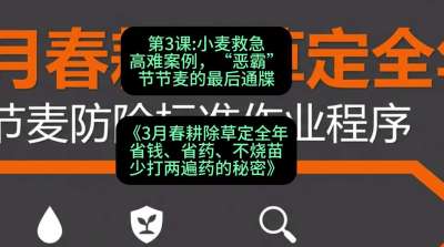 第3节：小麦救急高难案例，&ldquo;恶霸&rdquo;节节麦的最后通牒，课程：《3月春耕除草定全年：省钱、省药、不烧苗、少打两遍药的秘密》