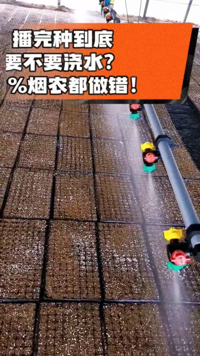 烤烟播完种一定要浇透底水，喷雾慢浇、别大水冲，盘底漏水才算到位，出苗又齐又壮！#烤烟育苗 #烤烟种植 #烟农干货 #育苗技术