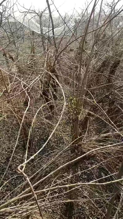 出售药用连翘苗，科研五号优质种苗，2/5年苗，药用连翘树，挂果树，全国包邮到家！财富密码18534302961