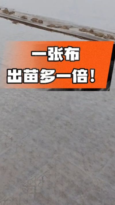 烤烟育苗盖无纺布，保温保湿出苗齐，不烂种、出苗快，烟农必备小技巧！