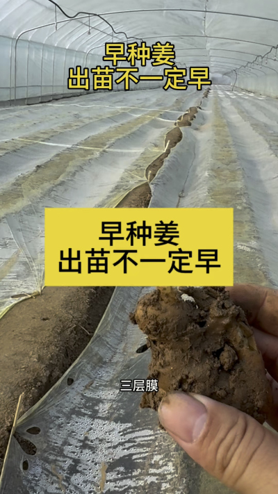 早种姜，出苗不一定早！