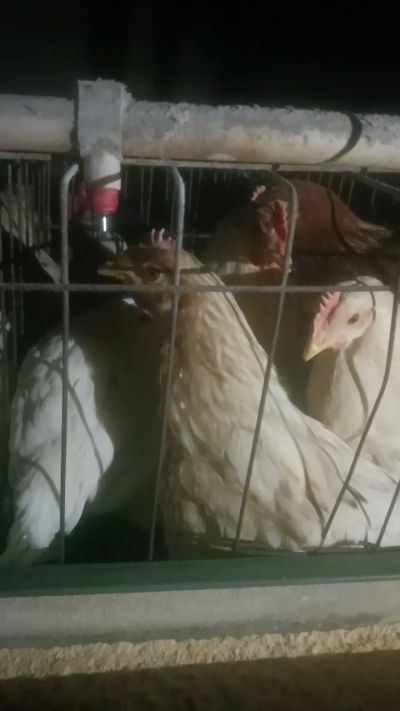 这鸡群在怪叫，怪叫的原因是痰化黏着，形成的比呼噜更重的一种呼吸道。其病因为肺中有热，热灼而痰黏，从而引起的怪叫。