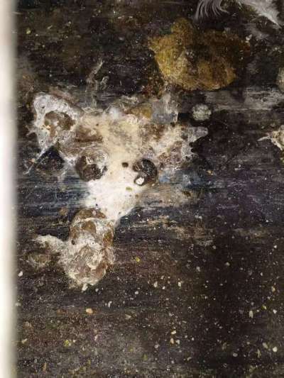 蛋鸡拉白稀的问题