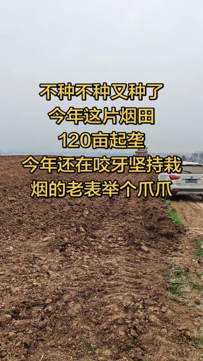 不种不种又种啦，还在咬牙坚持栽烟的老表集合啦！