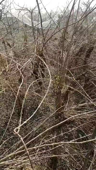 药用连翘苗，科研种苗定制树。挂果树。需要联系18534302961