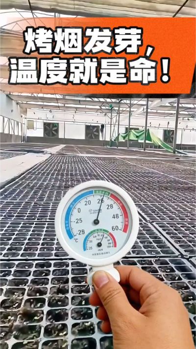 老烟农都懂：发芽温度不对，后期再管都白费！