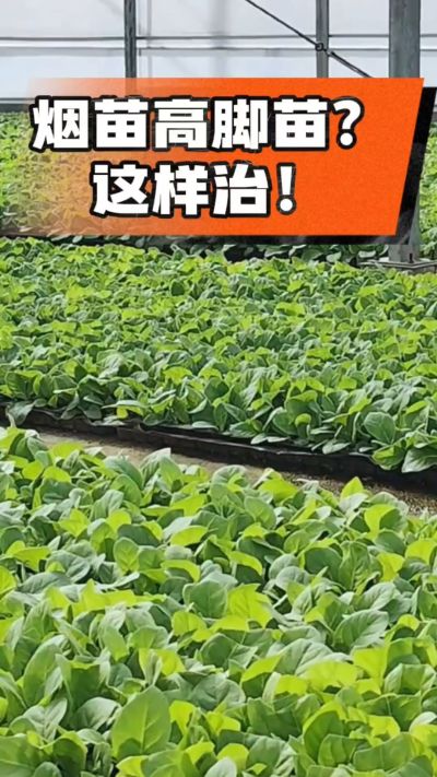 烤烟齐苗期管理关键：精准控温，防高脚苗，培育壮苗好上手！
