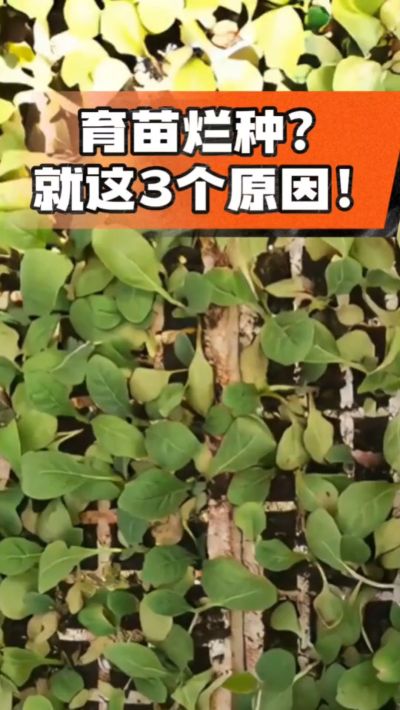 烤烟育苗烂种？3个原因讲清楚！消毒、控水、控温，做到就苗齐苗壮🔥
#烤烟育苗 #烤烟种植 #烂种防治 #烟农
