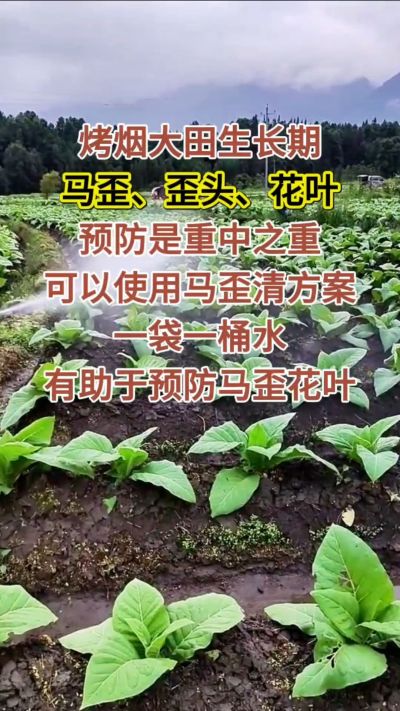 烤烟大田生长期，马歪歪头花叶预防是重中之重，可以使用马歪清方案，一袋一桶水，有助于预防马歪花叶。
烤烟管理早做一步，后期少操心！#烤烟种植#烤烟管理#烤烟大田管理#烤烟病害防治